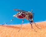 Szúnyoginvázió - Felhõkben vonulnak a szúnyogok