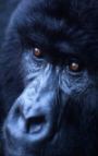 Ruandai gorillák örökbefogadása