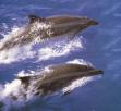 A folyami delfinek lesznek a következõk, akik kihalnak?