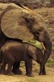 Újra irtják az elefántokat?