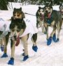 Verseny vagy állatkínzás az alaszkai Iditarod kutyaszánhúzó-verseny?