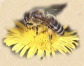 Akik a mézet termelik: a méhecskék