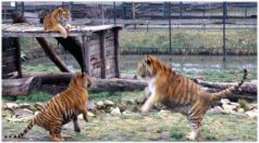 Luxusfarm tigriseknek