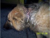 Sokkoló: hajléktalok kínoztak meg egy kutyát Tolnában 