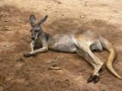 Vihar okozta stresszben pusztultak el kenguruk Mexikóban