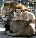Helyhiány miatt elaltattak két oroszlánkölyköt