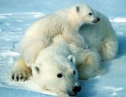 A hím jegesmedvék vadászata populációs összeomlást okozhat 