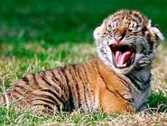 Elsõ ízben született Kínán kívül dél-kínai tigris