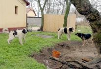 Éhezõ lovak és kutyák a német tanyán