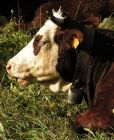 Negyvenhét szarvasmarhát éheztettek Csongrádon