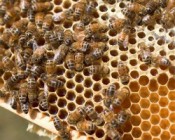 A méhrajzásról