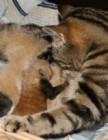 Macskamama neveli az újszülött vöröspandakölyköt