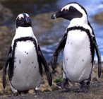 Pingvintetemek árasztják el a strandot
