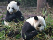 Baby boom a kínai pandaközpontban