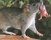 A 'lezser' patkányanyák kölykei okosabbak