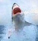 A nagy fehér cápa õse harapta a legnagyobbat