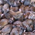 420 millió patkány Moszkvában?