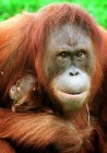 Az olajpálmák orángutánok ezreit veszélyeztetik