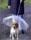 Esernyõt a kutyának!