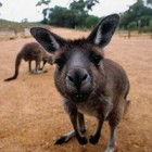 Egyre népszerûbb a kenguruhús Ausztráliában