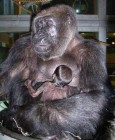 2009 a gorillák éve