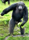 Drámai populációcsökkenés a csimpánzoknál