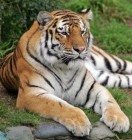 Mianmarban szabadon árulják a védett tigrisek és más vadállatok részeit