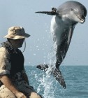 Delfineket vetettek volna be a frontvonalakon?!