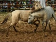 Brutális lóviadal - lovakat vadítanak a pusztításhoz