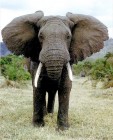 Több mint száz tonna elefántcsontot bocsátanak árverésre dél-afrikai országokban