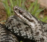 Több mint 400 ezer embert marnak meg kígyók évente