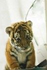 Vérátömlesztést kapott egy tigriskölyök Indiában