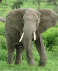 Az ûrbõl keresik az elefántok táplálékát