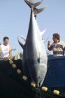 Húszmillió forintért értékesítették az óriás tonhalat Tokióban