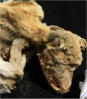 Felvétel az ezer éves kutya múmiáról