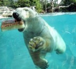 A jegesmedvék bírják a jeget!