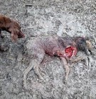 Kannibalizmusra kényszerült kutyák a smederevói állatmenhelyen