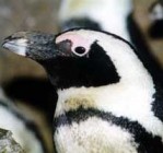 Halászati tilalom mentette meg a pápaszemes pingvineket Dél-Afrikában