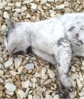 Temetõi horror: rituálisan végeztek ki egy macskát