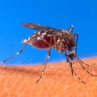 Szárny nélküli szúnyogokkal szorítanák vissza a dengue-lázat