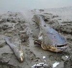 Több ezer elpusztult halat mosott partra a víz egy riói lagúnában