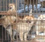 Kutya- és macskapiac Kínában, brutális video