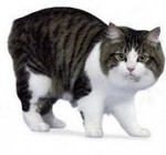 Man-szigeti macska