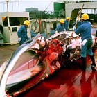 Illegális bálnahús a szusiban