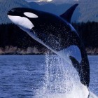A genetikai vizsgálat szerint a kardszárnyú delfin nem egy faj, hanem több