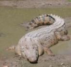 Nincsenek már végveszélyben a borneói bordás krokodilok