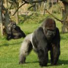 A gorillák is szeretnek fogócskázni