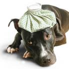 Canine (H3N8) vírus támadja a kutyákat