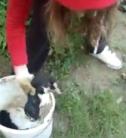 Élõ kiskutyákat dobált a folyóba - videóval