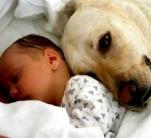 Kiképzett kutyák nyugtathatják az autista gyerekeket